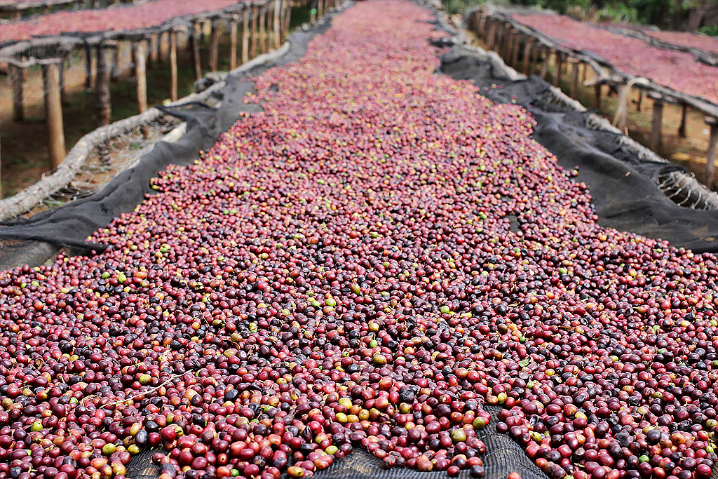 Drying the Coffee Beans  photo