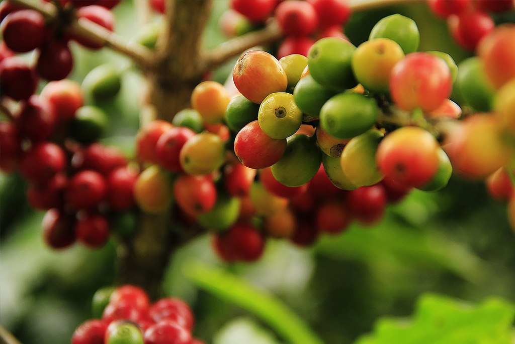 Harvesting the Coffee Cherries photo